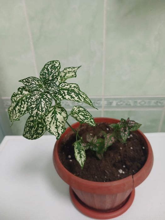 Комнатные цветы, центр
