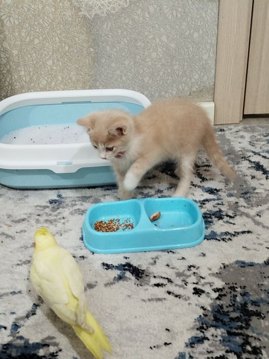 Uy mushugi hadyaga beriladi