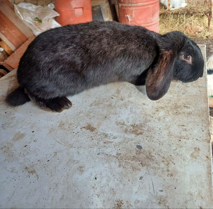 Зайци за разплод