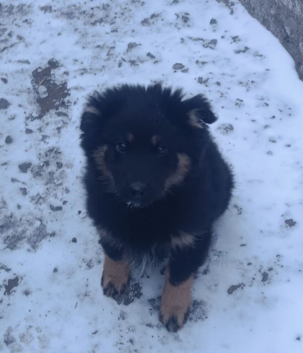 Отдам щенка в добрые руки