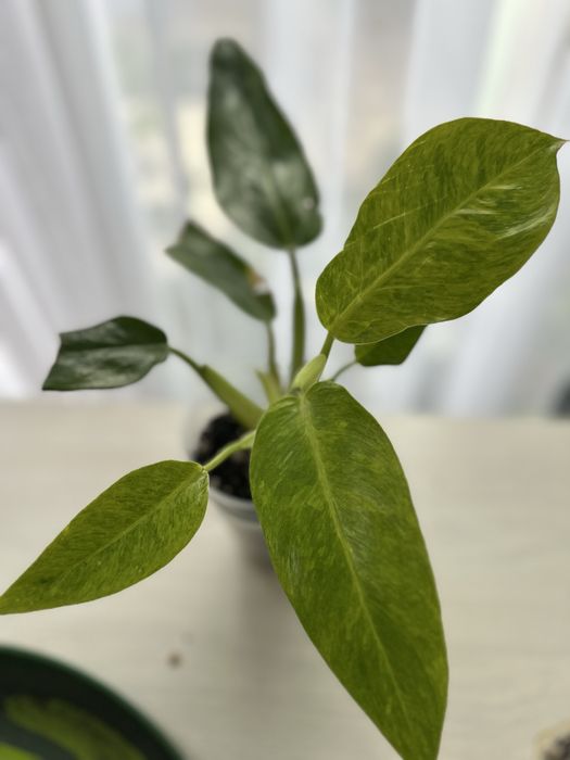 Продам комнатные цветы