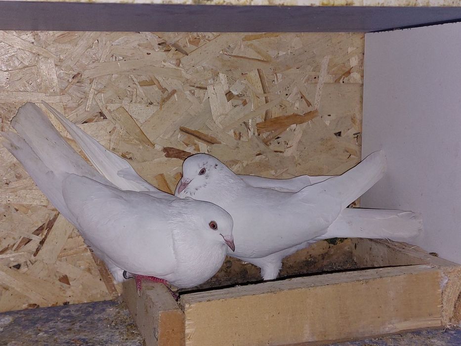 Кептер Құс Голуби.