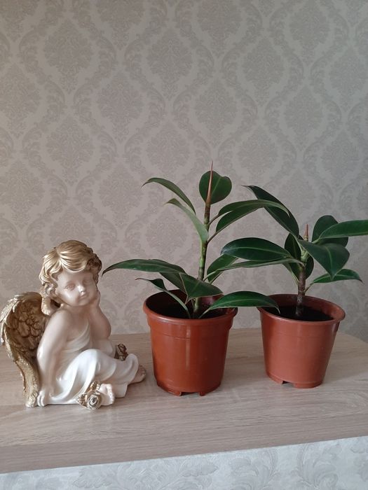 Комнатные растения