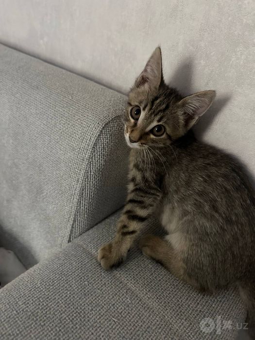 Отдам котенка в добрые руки