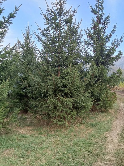 Ёлки  крупномеры