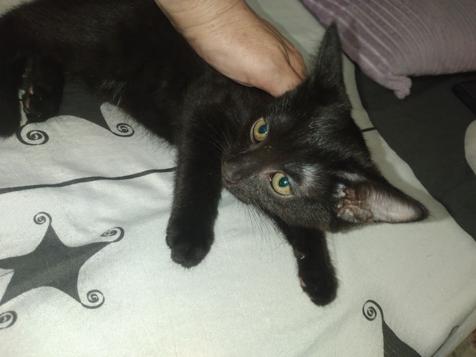 Ищут свой дом милые котята