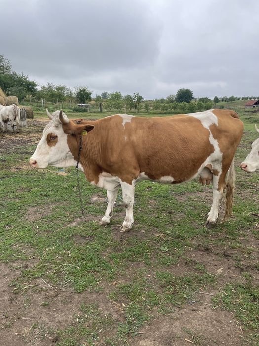 Vând vaca gestanta in 6 luni