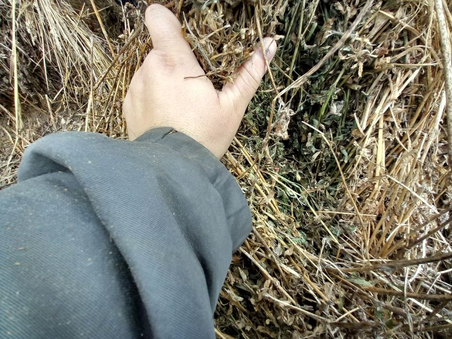 Vănd  Baloți  cu lucerna de calitate