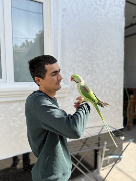 Александр папугай таййор пара болари хам бор