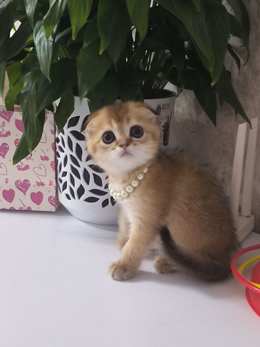 Продается шикарный мальчик, Скоттиш фолд