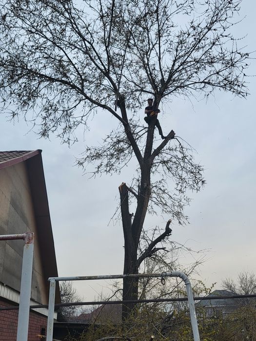 Спил деревьев обрезка плодовых деревьев