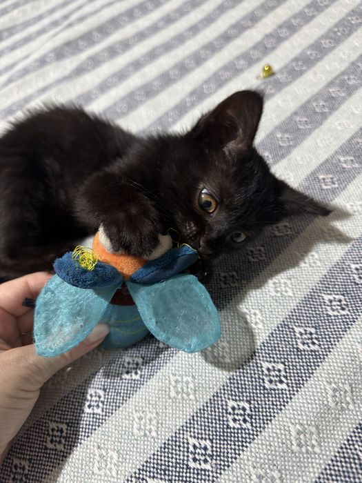 Котенок ищет маму,девочка,умная
