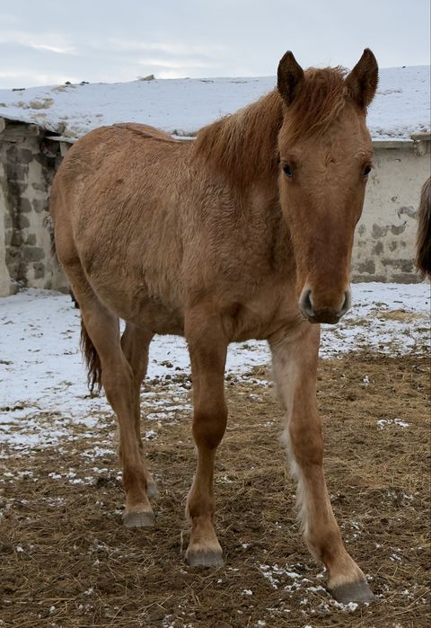 Тай жеребчик айғыр