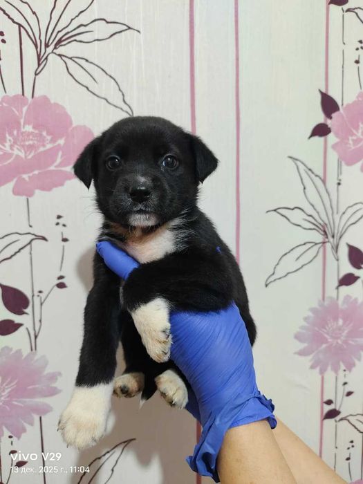 Ищем любящих хозяев!