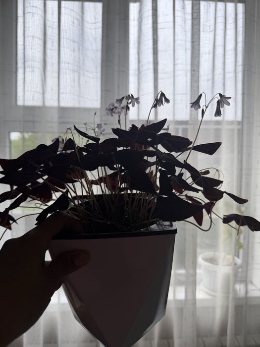 Кислица , Оксалис , Oxalis 4000