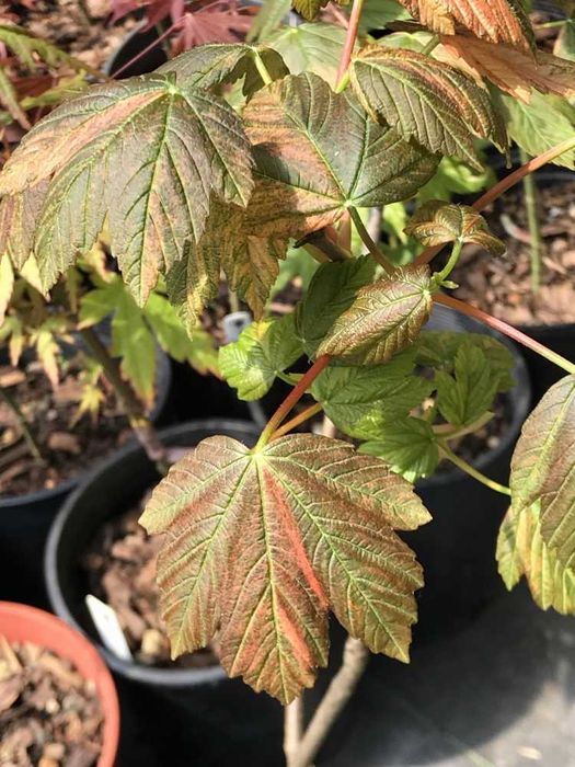 Artar rosu Crimson King galben variegat