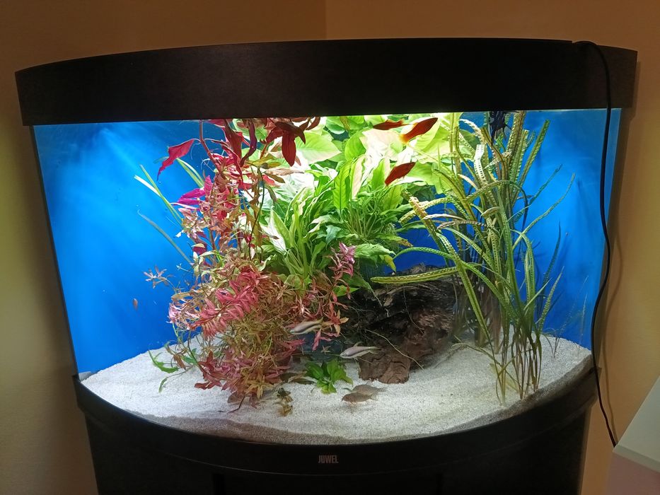 Acvariu juwel trigon