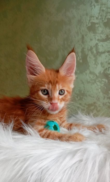 Шикарные котята  для Вас! Питомник "Fluffy Tale"