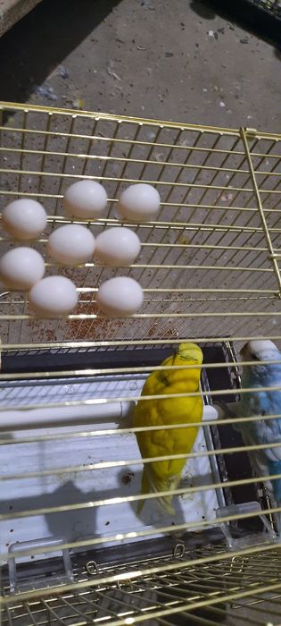 Тотықустар және клеткалар сатылымда