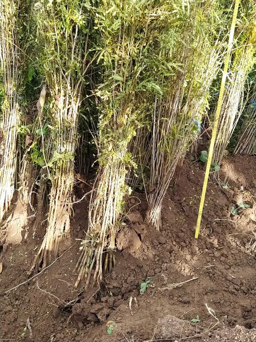 Puteți salcâm și gladiță