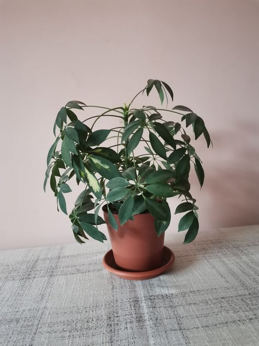 Шефлера - млади растения