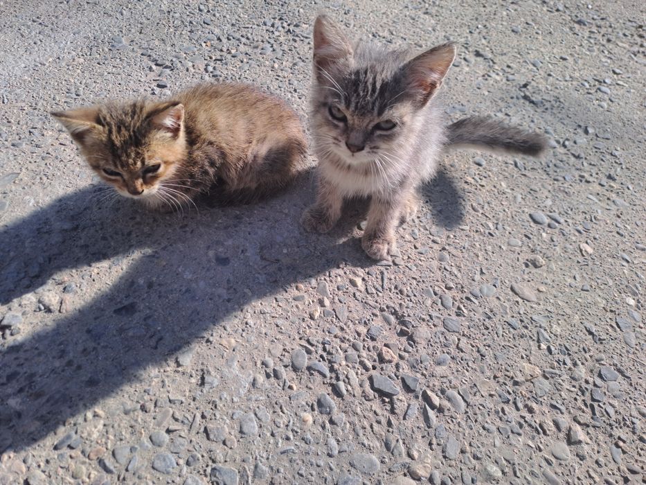 Котята милые, шустрые, игривые
