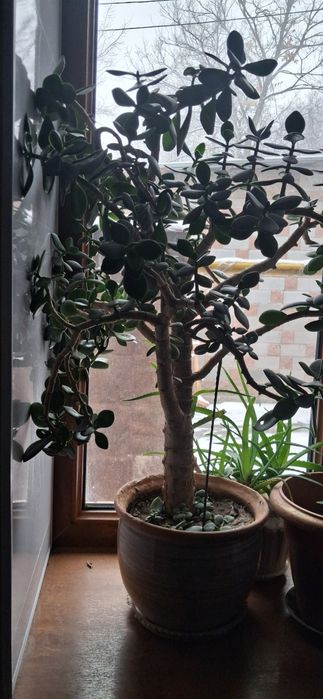 Продам Денежное дерево.