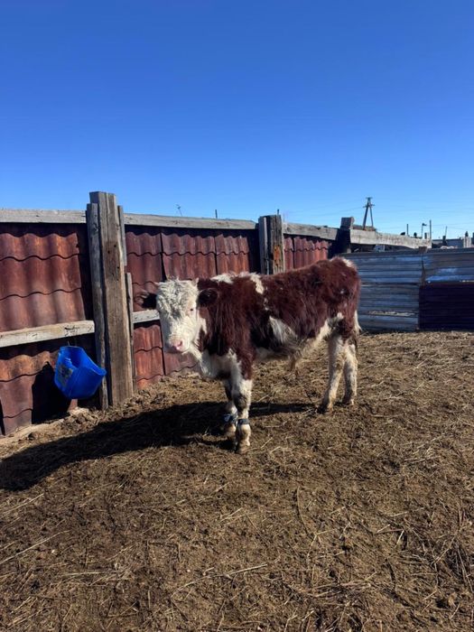 Бұқалар сатылады.