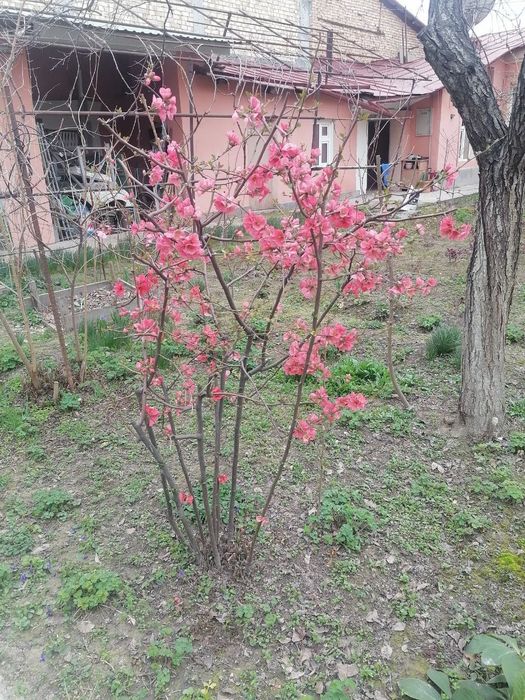 Кустарник виноград саженцы