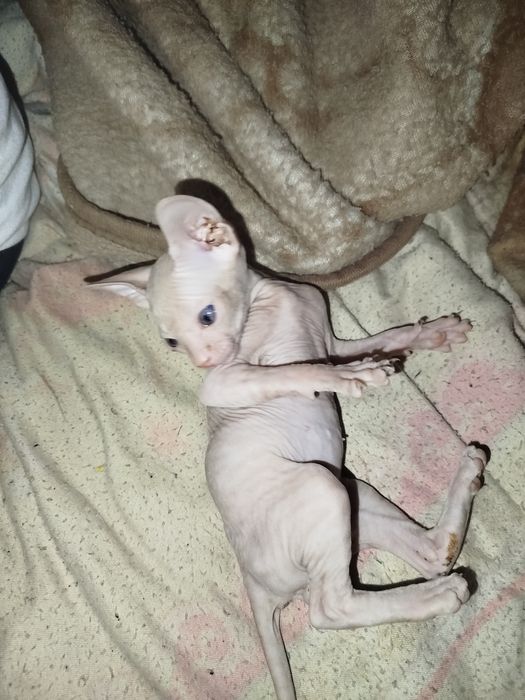 Продаю сфинкса маленького