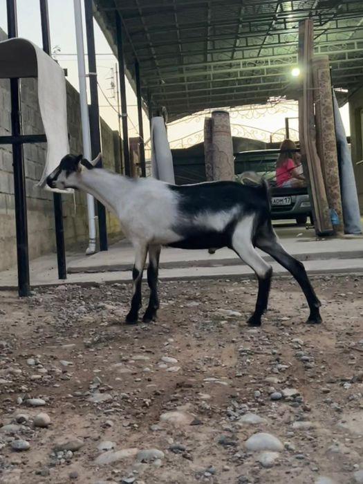 100%пиакок теке ешкі қашыруға