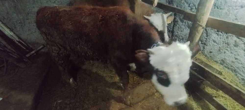 Быки откорм продам