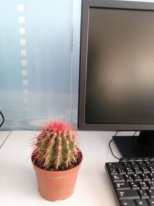 Цветы офисные комнатные