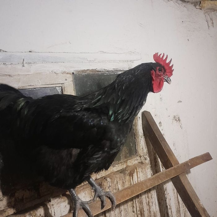 Продам яйца Джерсийский гигантагиганта