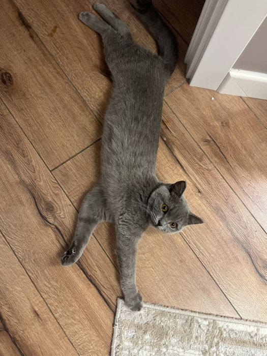 Котенок,британка «описание»