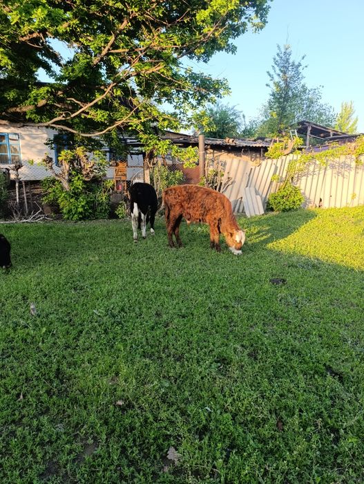 Продам бычков ..