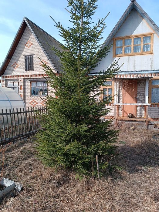 Продам дачу в СК Ромашка