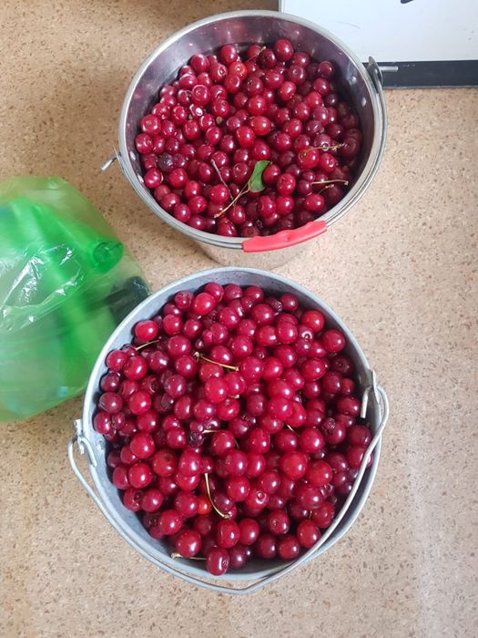 Абрикос и вишня домашный