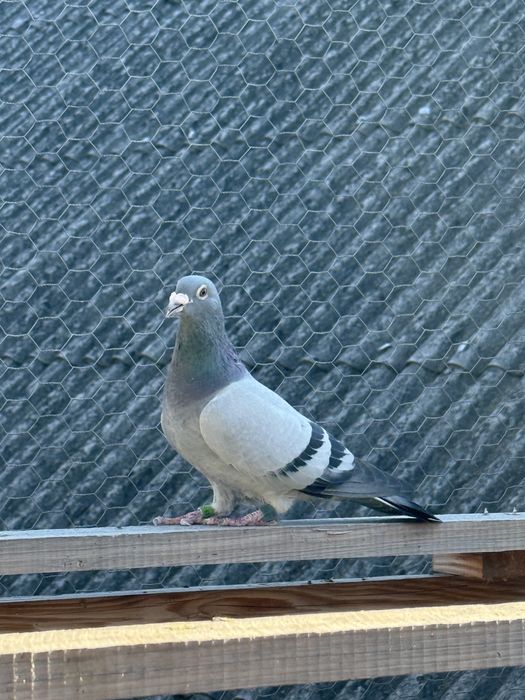 Vand porumbei voiajori maraton