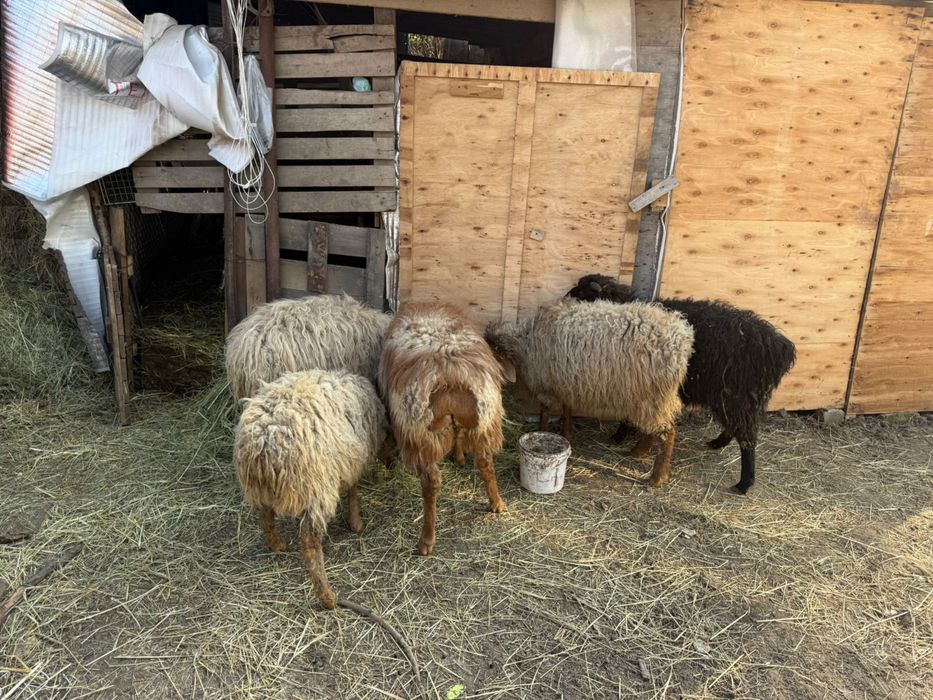 Бараны годовалые