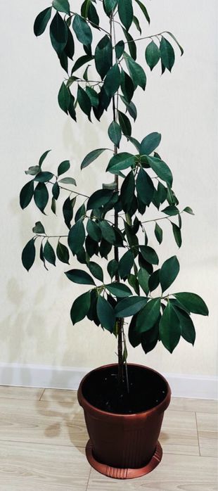 Фикус Бенджамино