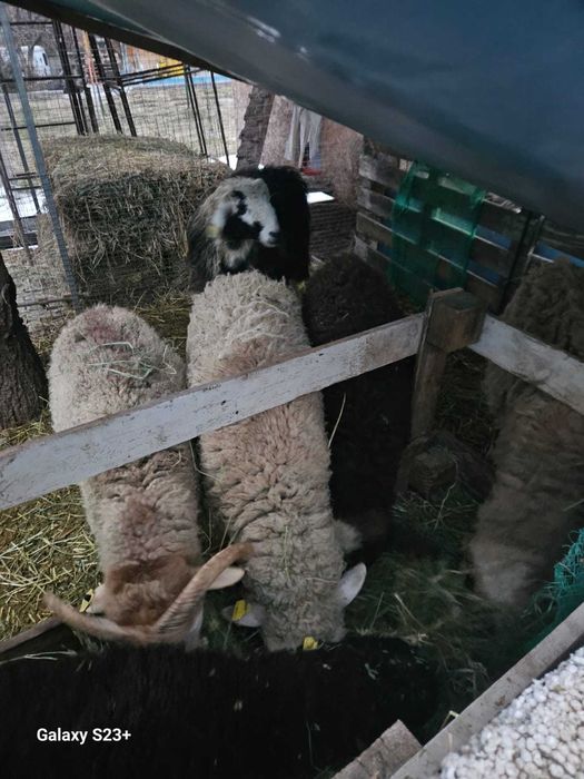 Продам баранов на Наурыз