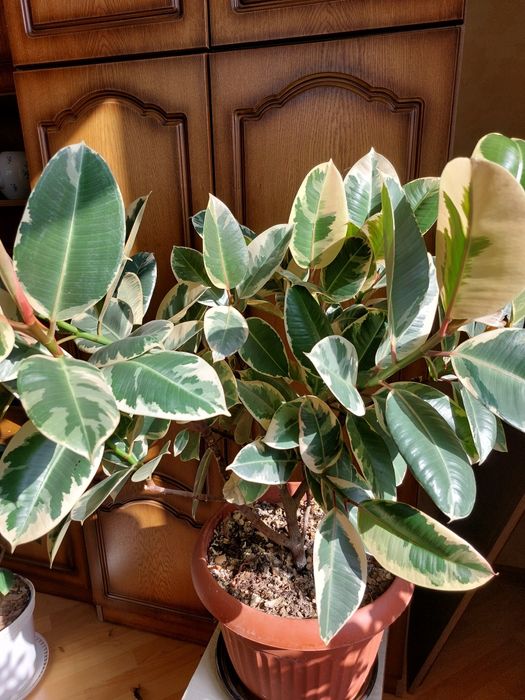 Комнатные цветы и растения