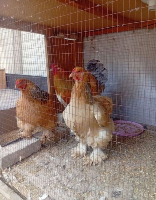 broma xoroz va tovuqla sotiladi