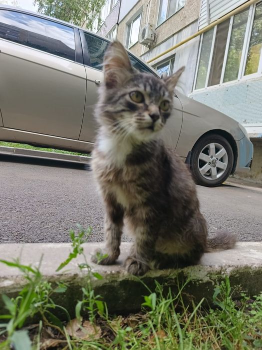 Котёнок в добрые руки