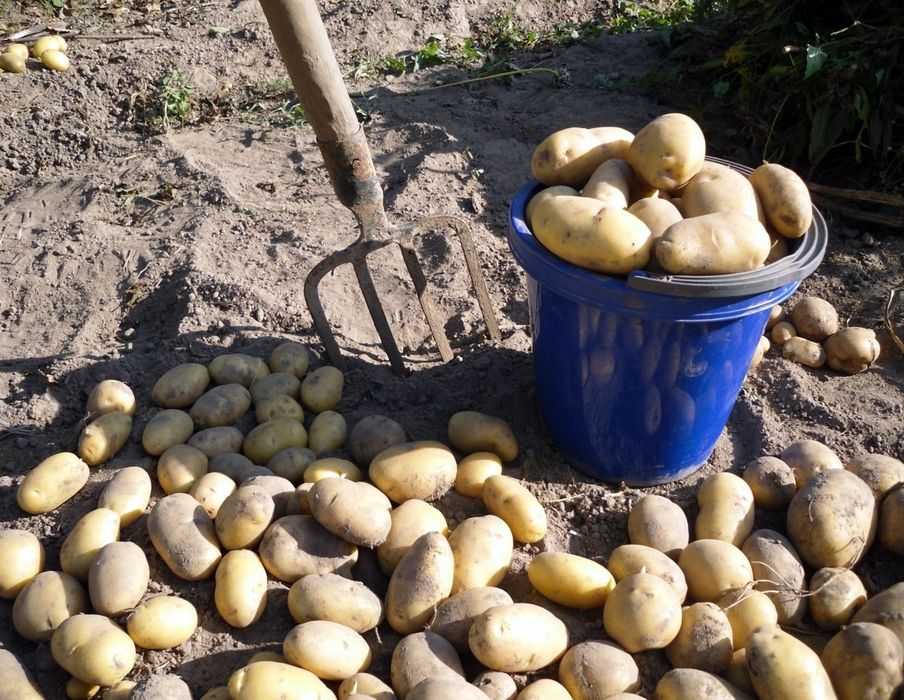 Продам дачную картошку