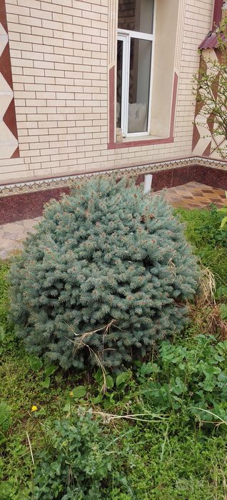 Goluboy el  Picea pungens