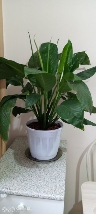 Цветы для офиса и дома разные