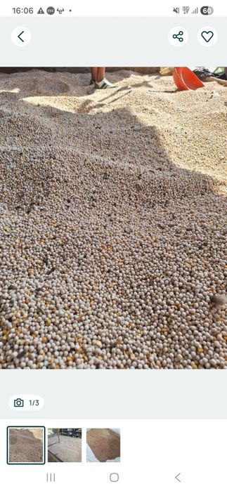 Mazare  furajera 2025  pret 2.5  lei kg