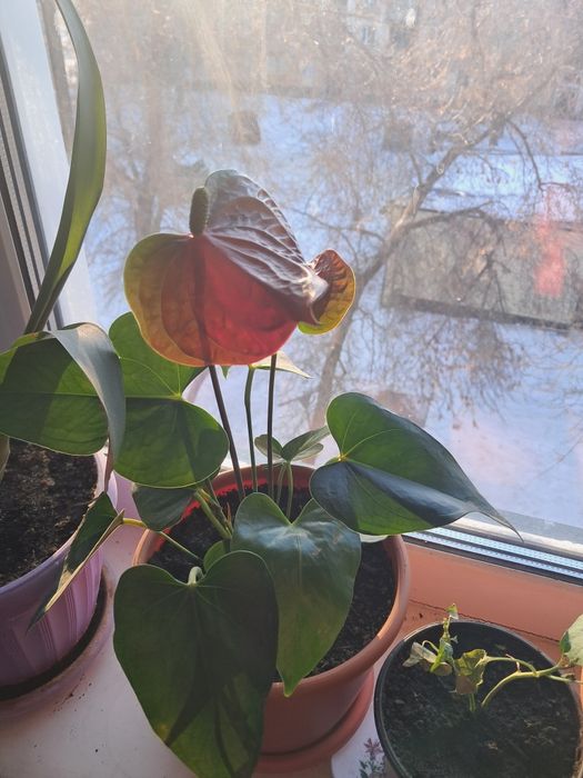 Продам цветы от 500тенге